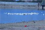 e_hamirsagar lake